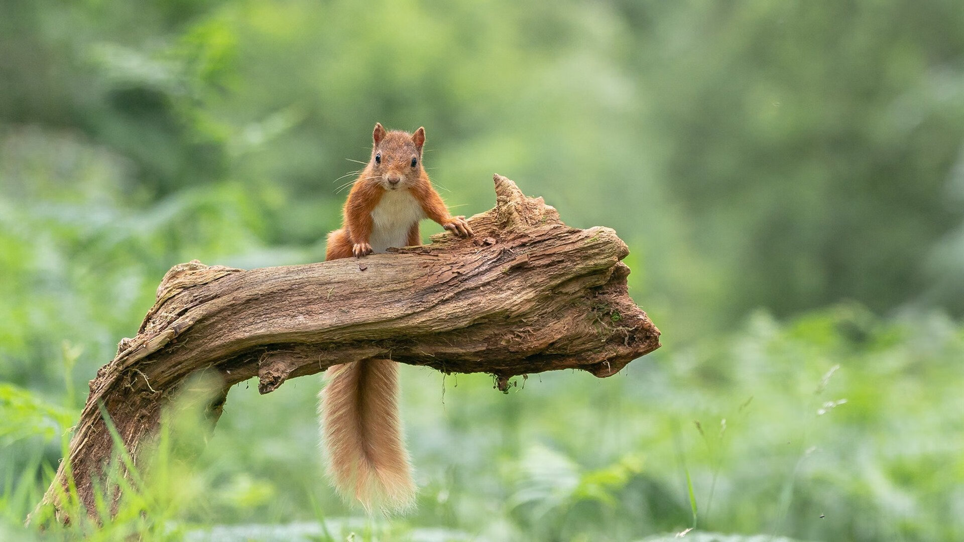 LEYU乐鱼体育官方网站-WRC赛车调校：性能提升新技术盘点，wrc赛车数据