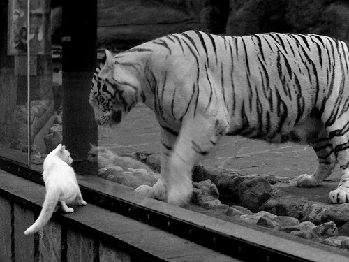 LEYU SPORTS中国官方网站-《冠军领奖台：典礼背后的小故事》，冠军领奖音乐叫啥名字