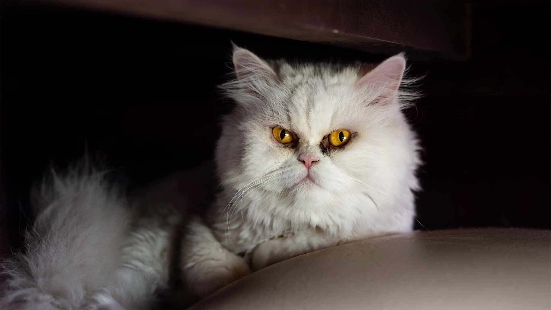 【精彩瞬间】运动员如何在关键时刻调整战术?,运动员如何在比赛中控制自己的冲动性