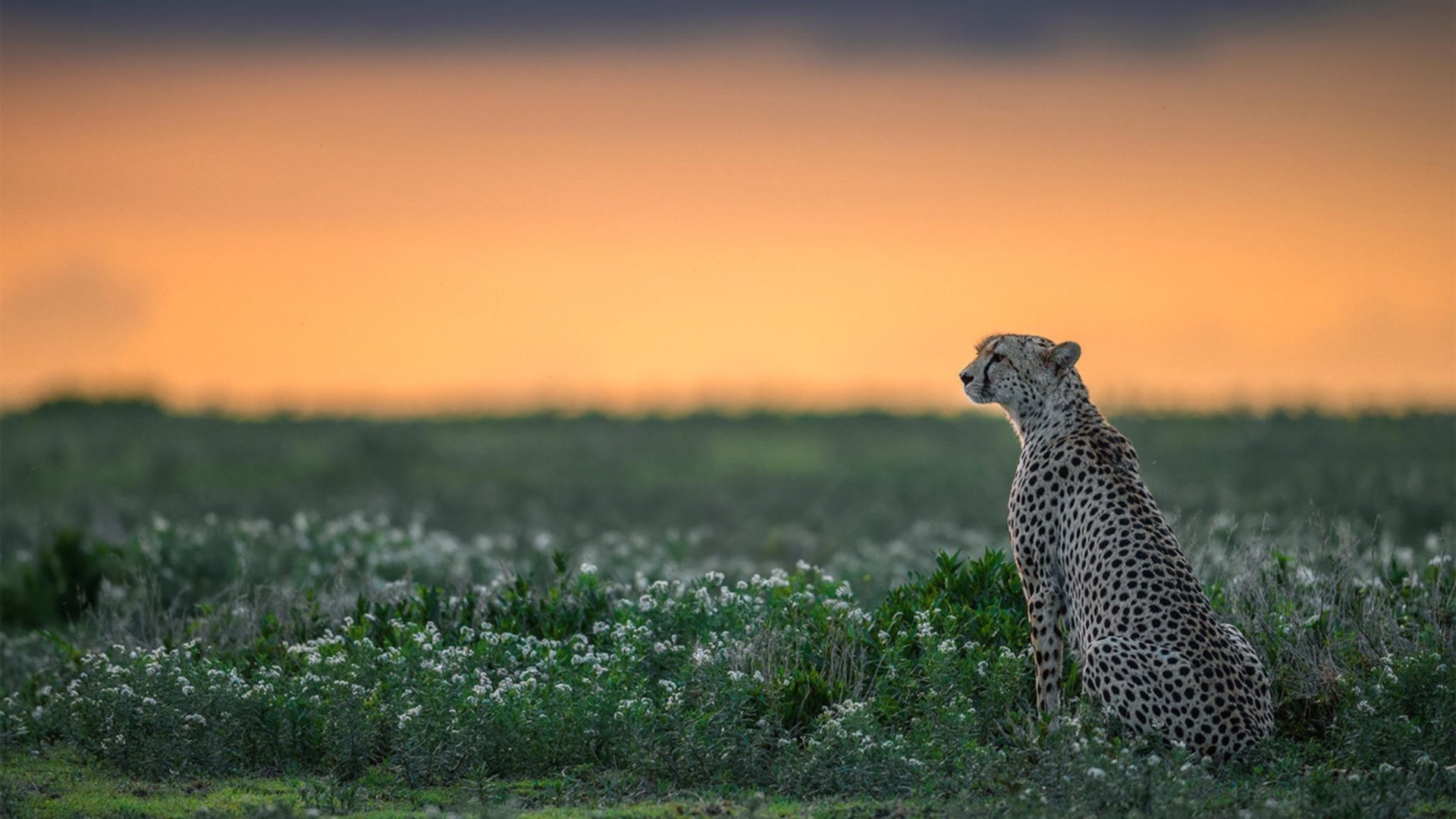 美国女足在巴黎奥运会比赛中以1-0战胜意大利,美国女足在巴黎奥运会比赛中以1-0战胜意大利队为主