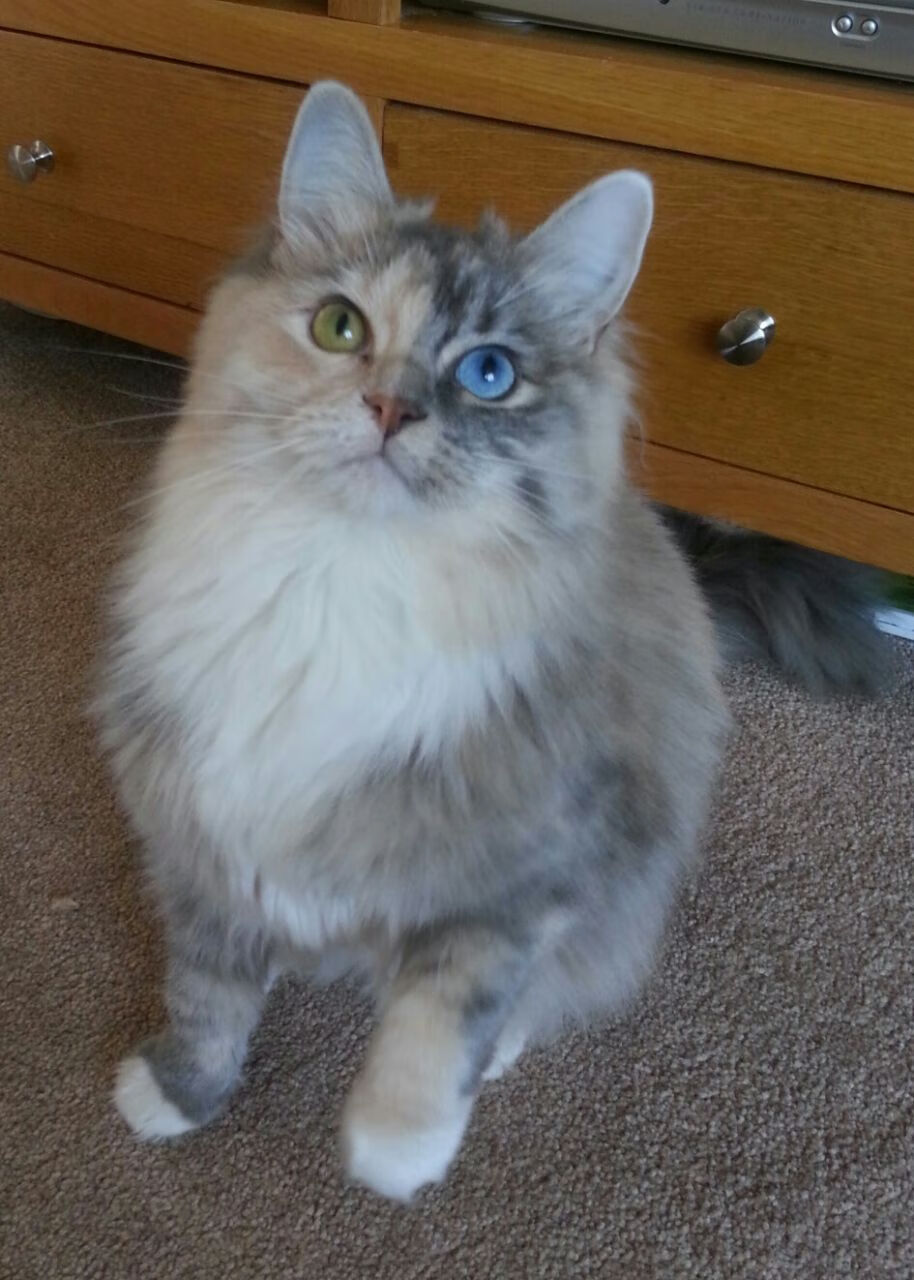 西甲竞技水平提升,观众体验日益增强,西甲争冠分析