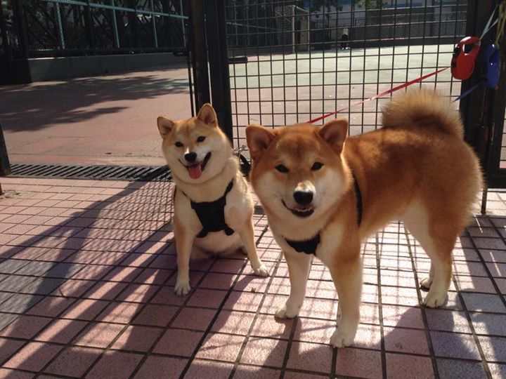 西甲精彩对决,专家点评战术亮点,西甲经典比赛