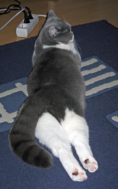 足球青训中心引进先进训练理念,人才培养质提升,足球青训招募