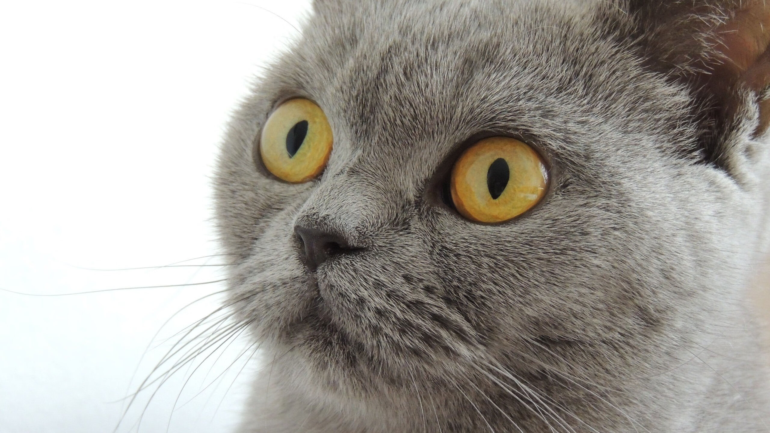 乐鱼电竞在线平台-尼日利亚篮球运动员海外表现突出，尼日利亚 篮球