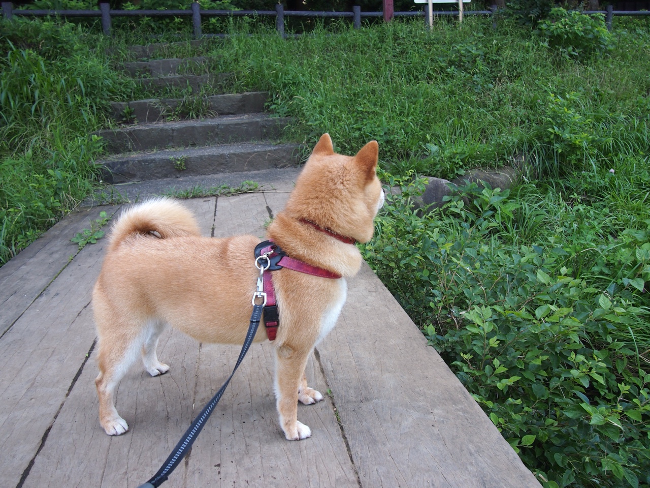 乐鱼（中国）体育官方网站-广州恒大昔日王朝回归，重塑中超霸主，广州恒大改为广州队