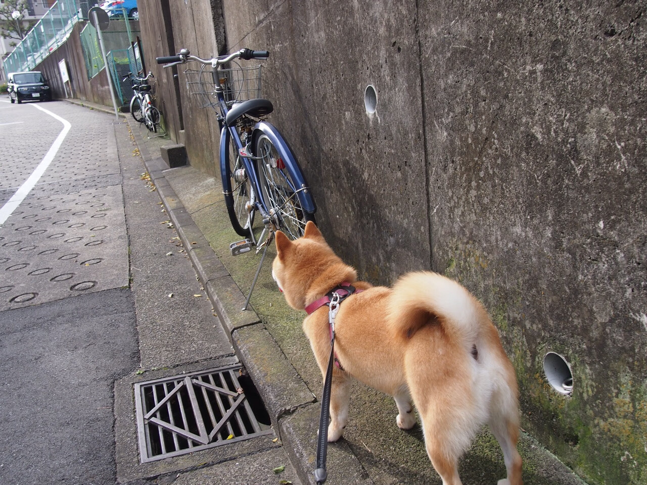 乐鱼电竞-昂热攻势稍显乏力，全力备战未来比赛，昂热是什么意思