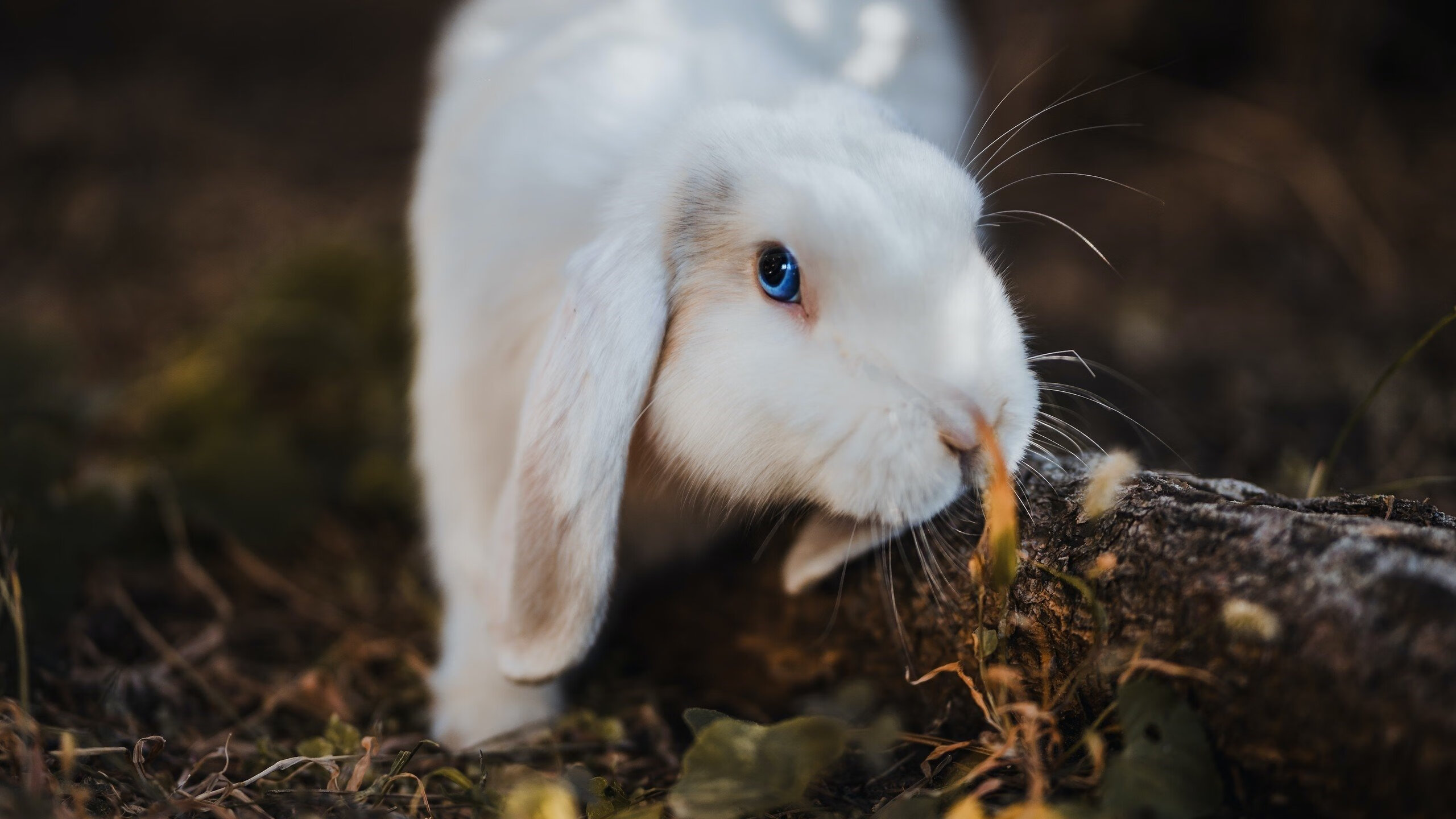 乐鱼vip-昂热迎战里尔，期待主场赢球破连败，昂热vs里昂比分