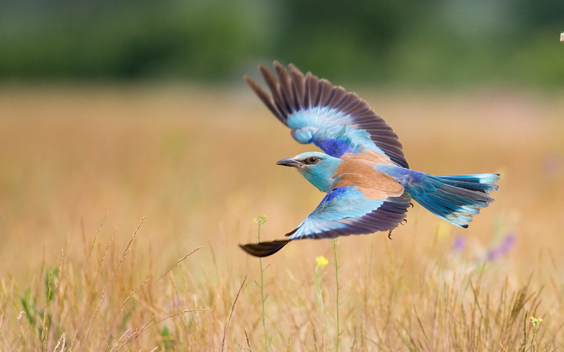 法国中卫红牌+乌龙,成为焦点人物,法国中卫井喷