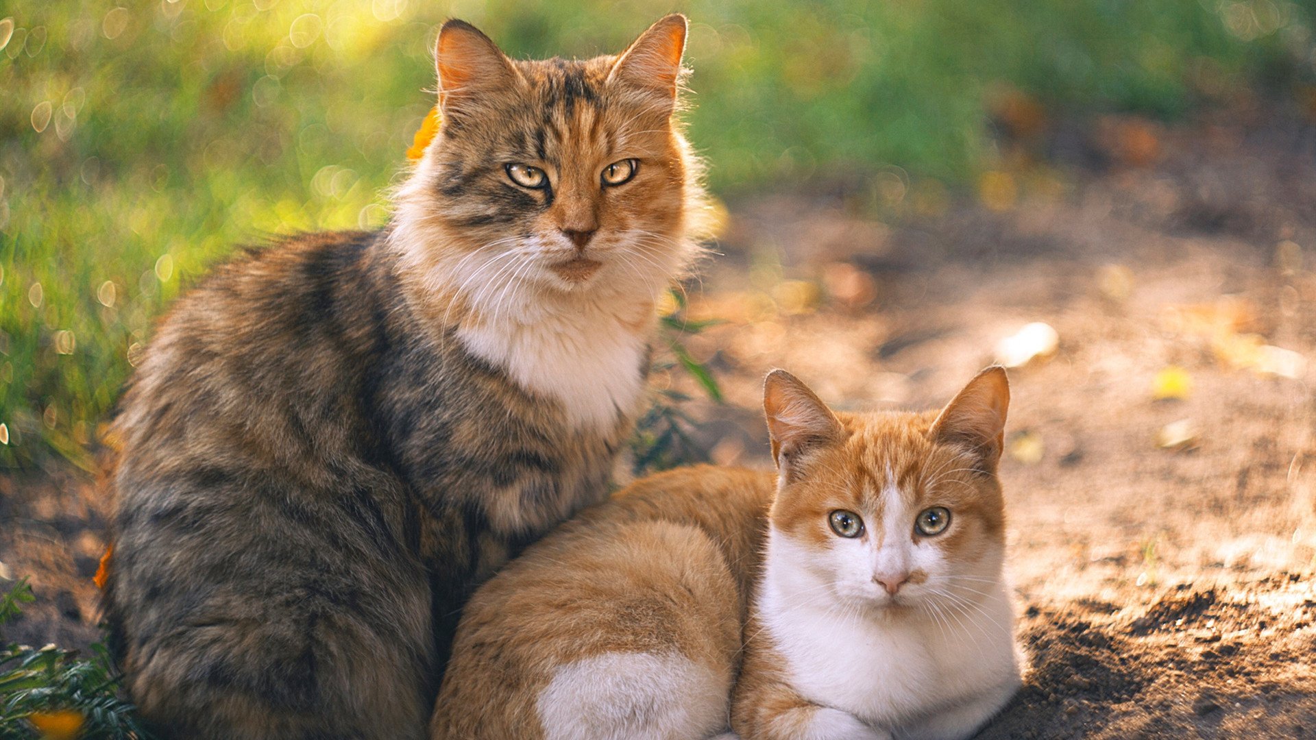 法国主场力克乌克兰,实力依旧强大,法国队对乌克兰