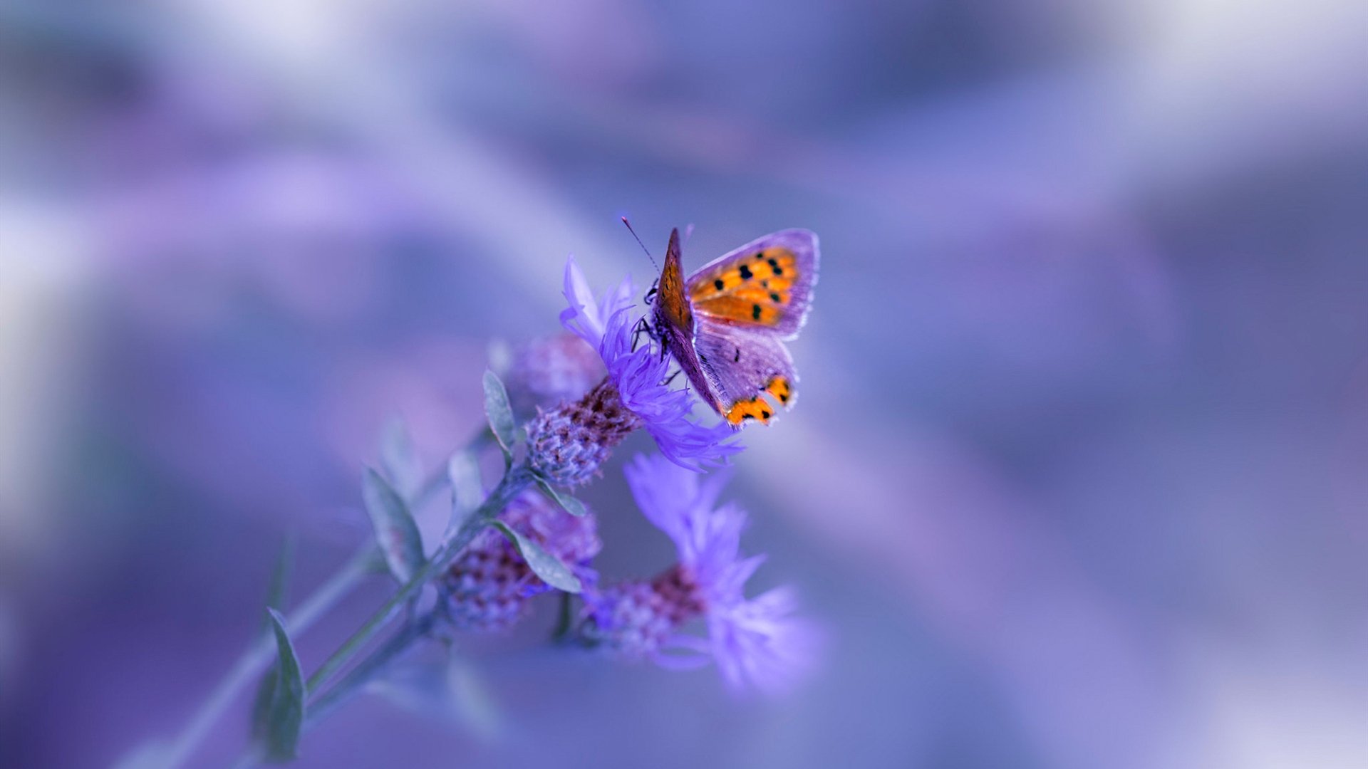 韩国星际争霸赛事推广力度加大，韩国星际争霸球赛