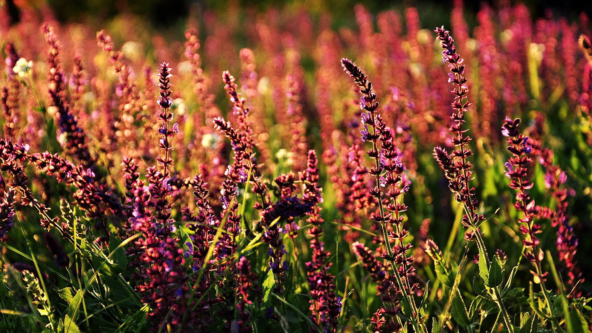 青少年运动参与动因及影响因素分析,青少年运动能力发展的规律与趋势