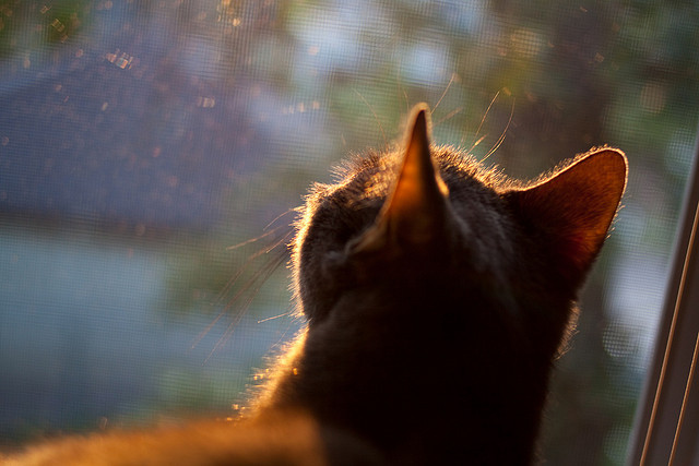 中国滑板队备战奥运重点提升动作稳定性,中国滑板队成员