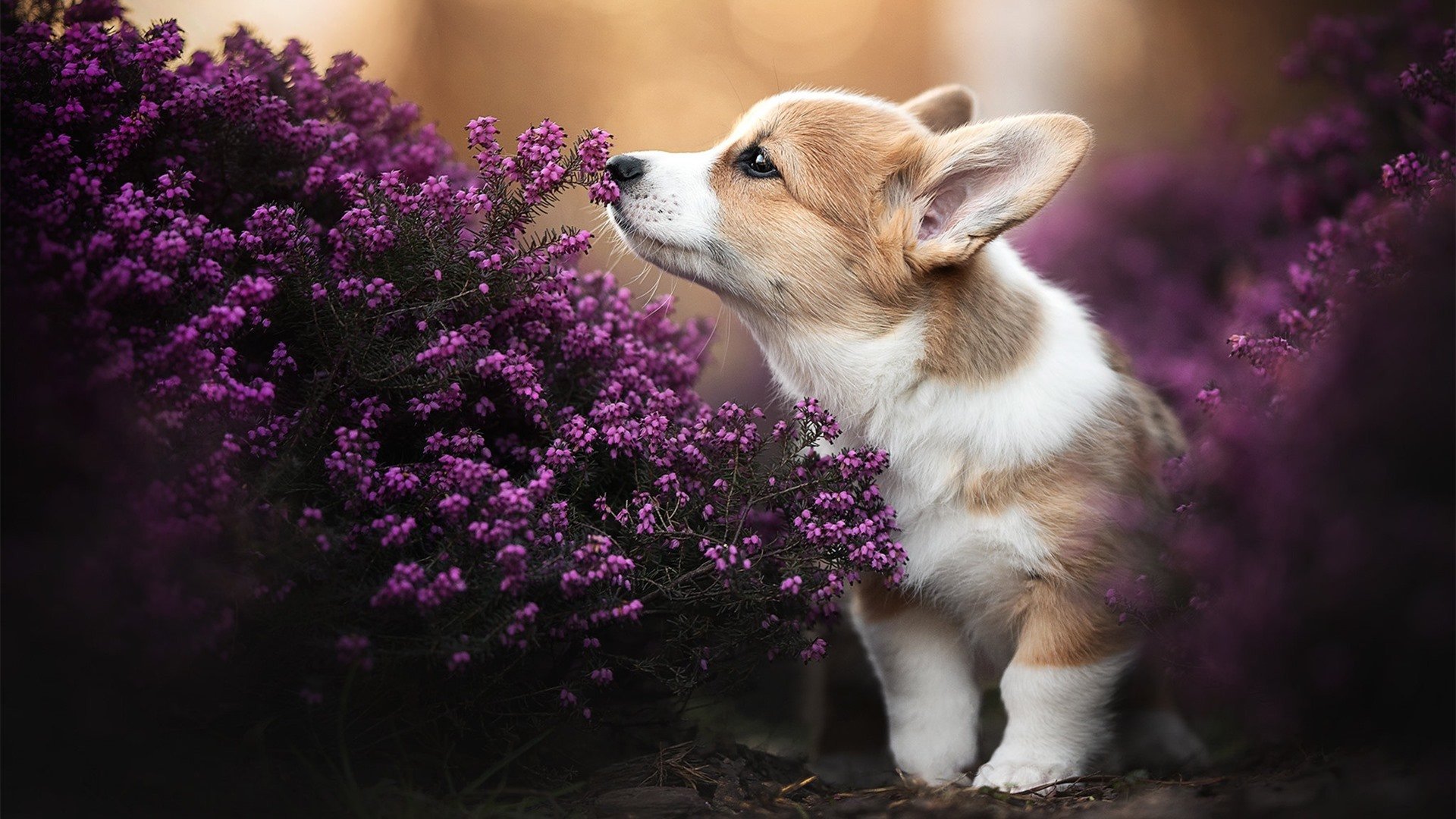 国家队核心更替缺乏连贯规划,国家队核心更替缺乏连贯规划的原因