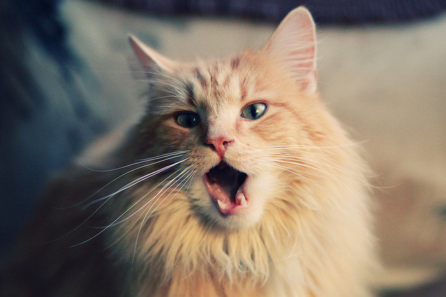 埃及队在2024年世界杯的突破性表现与技术进步,埃及参加世界杯