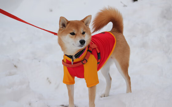 球员心理状态稳定,抗压能力突出,nba心理素质强的球员
