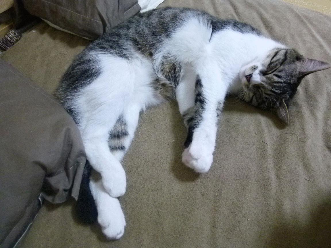 乐鱼官网-英超激烈争冠：悬念逐步揭晓！，英超经典比赛